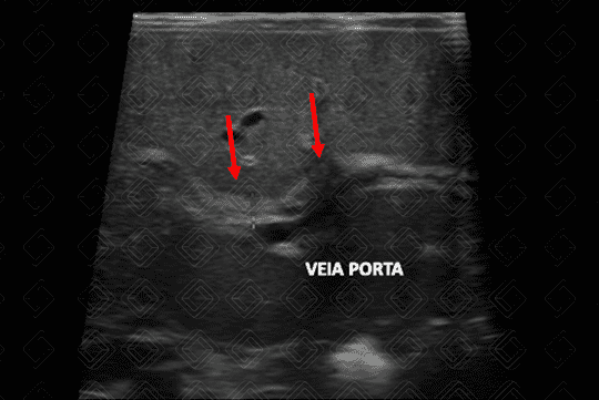 Texto alternativo para a imagem