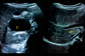 Texto alternativo para a imagem