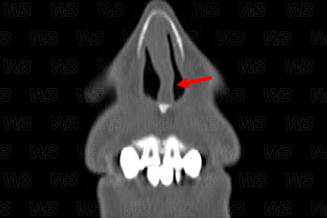 Texto alternativo para a imagem