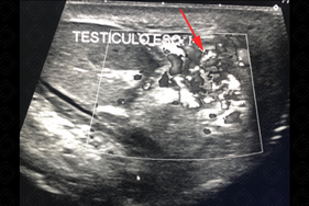 Texto alternativo para a imagem