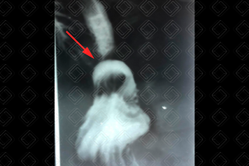 Texto alternativo para a imagem