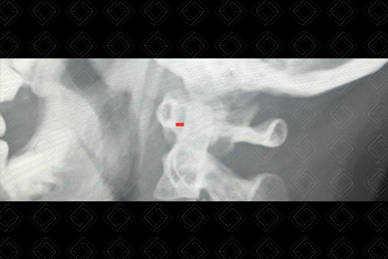 Texto alternativo para a imagem