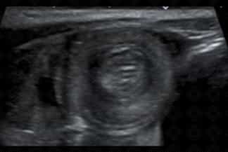 Texto alternativo para a imagem