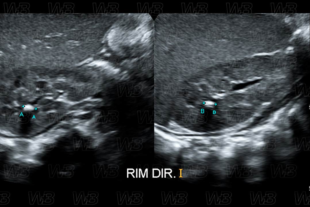 Texto alternativo para a imagem