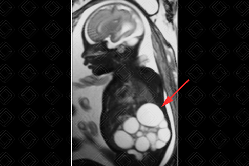 Texto alternativo para a imagem