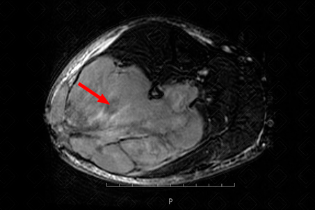 Texto alternativo para a imagem