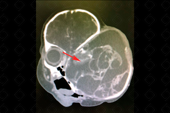 Texto alternativo para a imagem