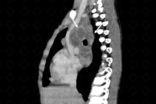 Texto alternativo para a imagem