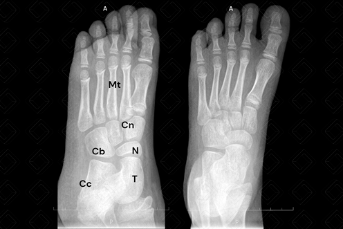 Texto alternativo para a imagem