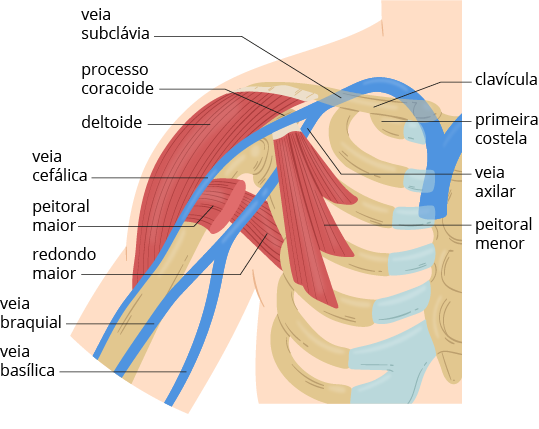 Texto alternativo para a imagem