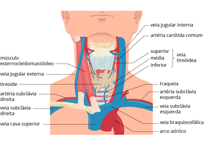 Texto alternativo para a imagem