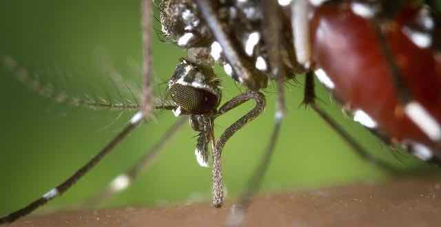 zika