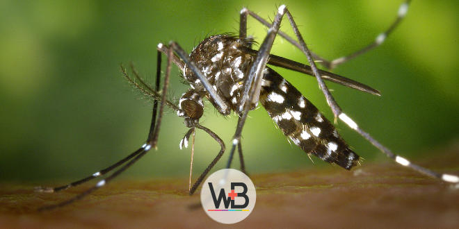 Aedes aegypti