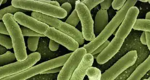 Bactérias são combatidas com antibioticoterapia com cuidado para que não se desenvolvam bactérias resistentes ao tratamento.