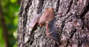 Morcego identificado como portador do hantavírus