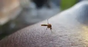 mosquito da dengue pousado em pele humana
