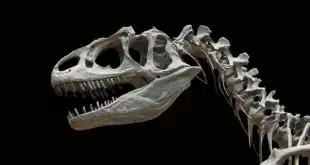 História da medicina: cientistas descobriram a presença de osteossarcoma em fóssil de dinossauro