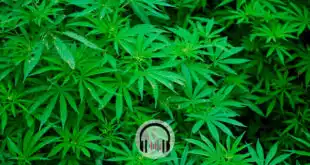 folhas de maconha que na gravidez podem aumentar risco de autismo