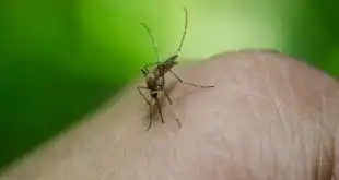 mosquito aedes aegytpi pousado em dedo de pessoa, causador da dengue e zika