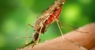 mosquito transmissor da malária