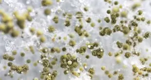 imagem digital de fungo que pode causar mucormicose pós-Covid-19