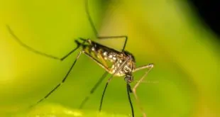 dengue